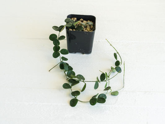 Hoya serpens | Large 2-Inch