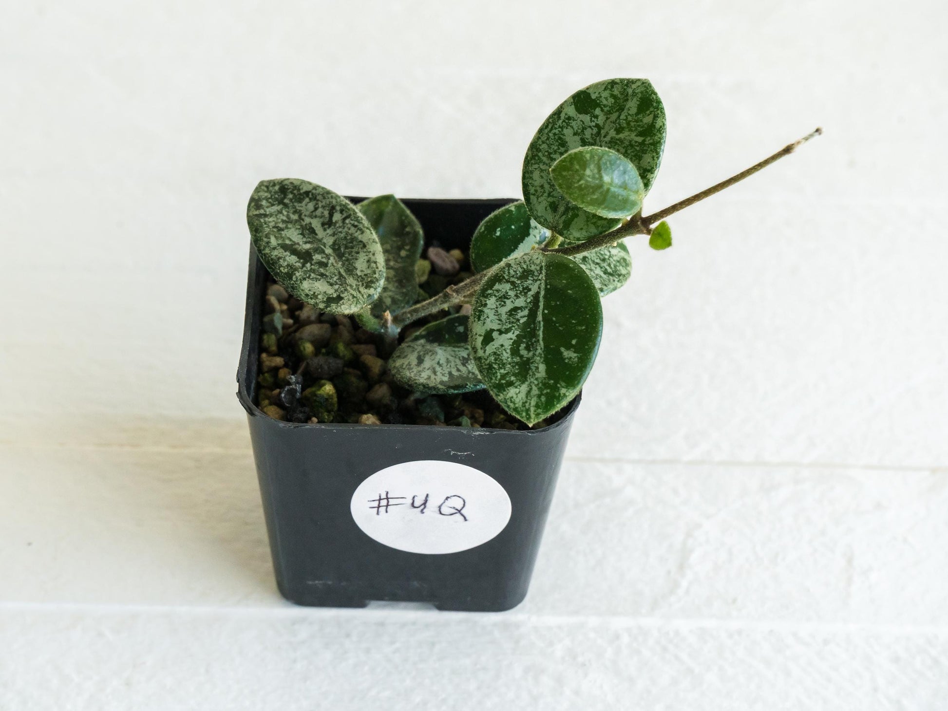Hoya 'Mathilde' (Splash) | 2-Inch