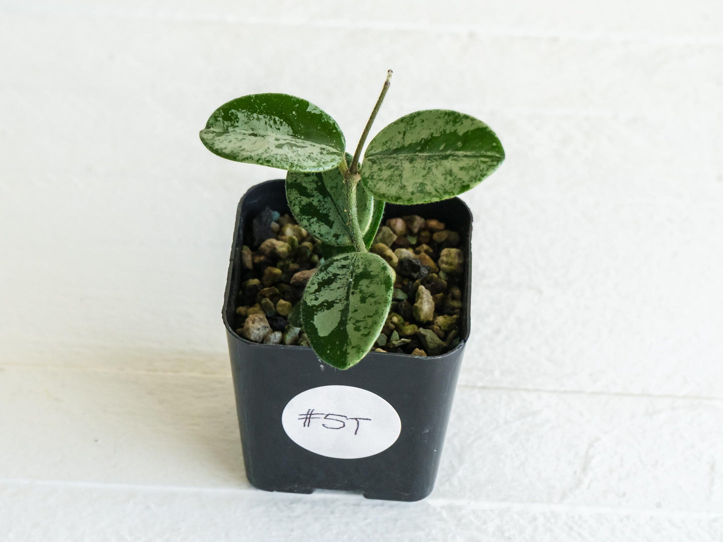 Hoya 'Mathilde' (Splash) | 2-Inch