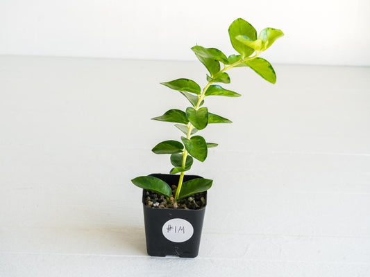 Hoya cumingiana (Inner Variegated) | 2-Inch