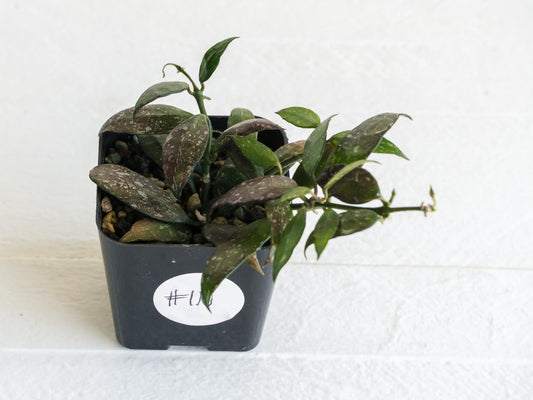 Hoya lacunosa 'Perangin Durian' IML-1896 | 2-Inch