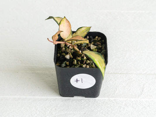 Hoya lacunosa 'Souma' | 2-Inch