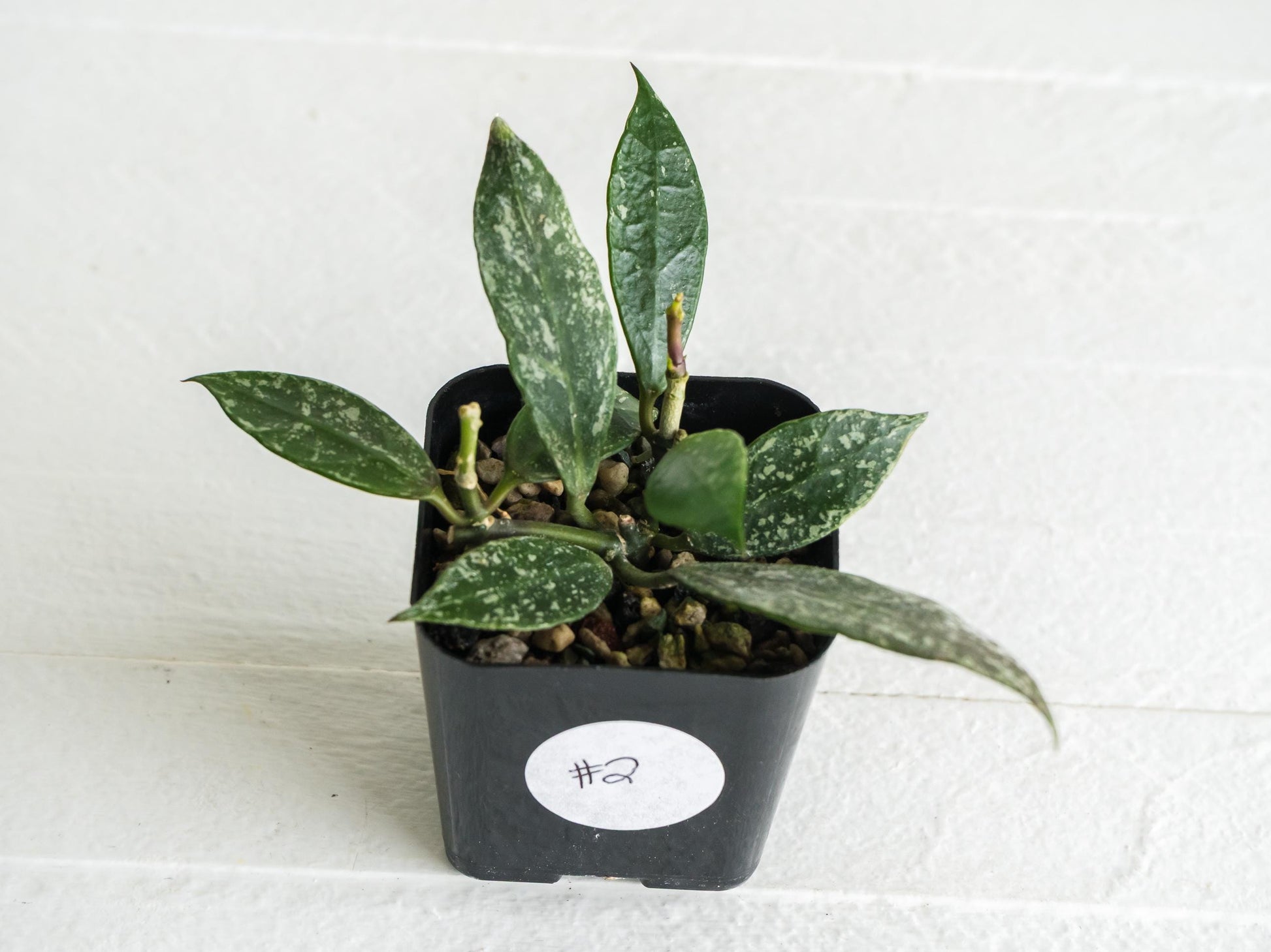 Hoya 'Rebecca' (Splash) | 2-Inch