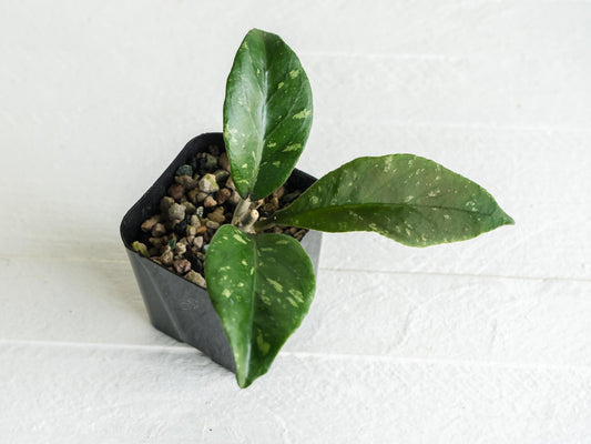 Hoya Gunung Leuser 'Monohara' | 2-Inch