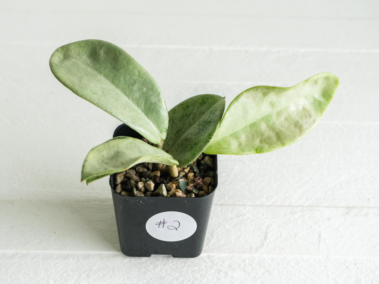 Hoya carnosa 'Nova Ghost' | 2-Inch