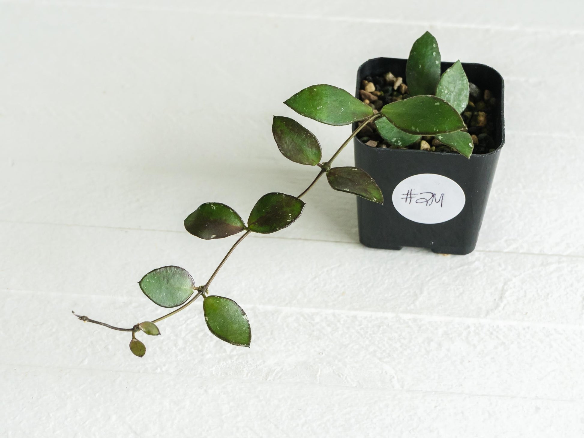 Hoya borneo (Small Leaf) | 2-Inch
