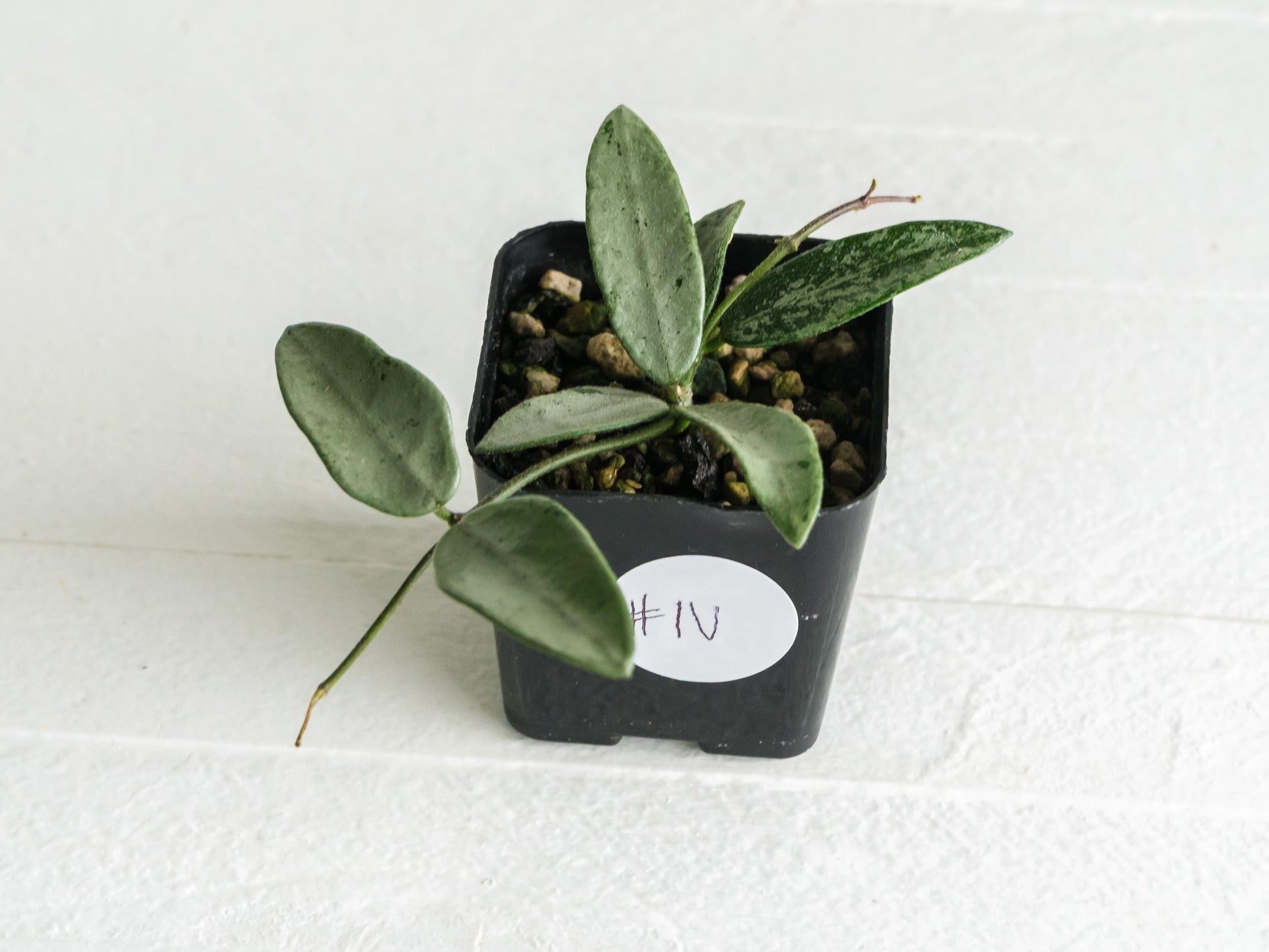 Hoya lima (Silver) | 2-Inch
