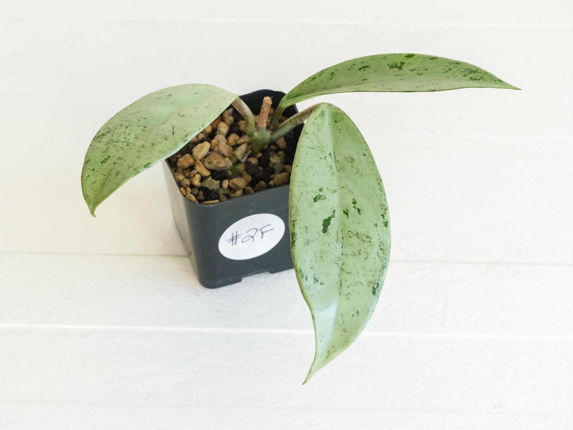 Hoya pubicalyx 'Pink Silver Ghost' | 2-Inch