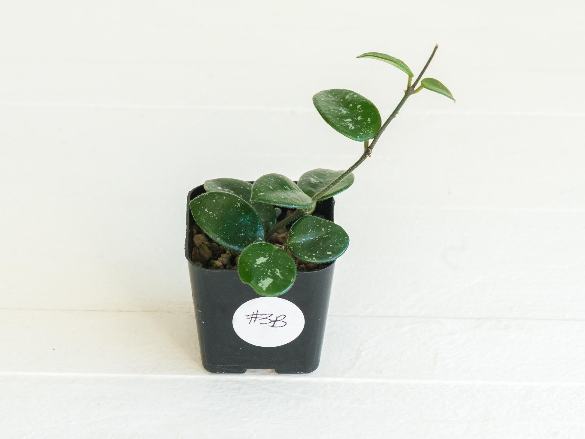 Hoya 'Mathilde' | 2-Inch