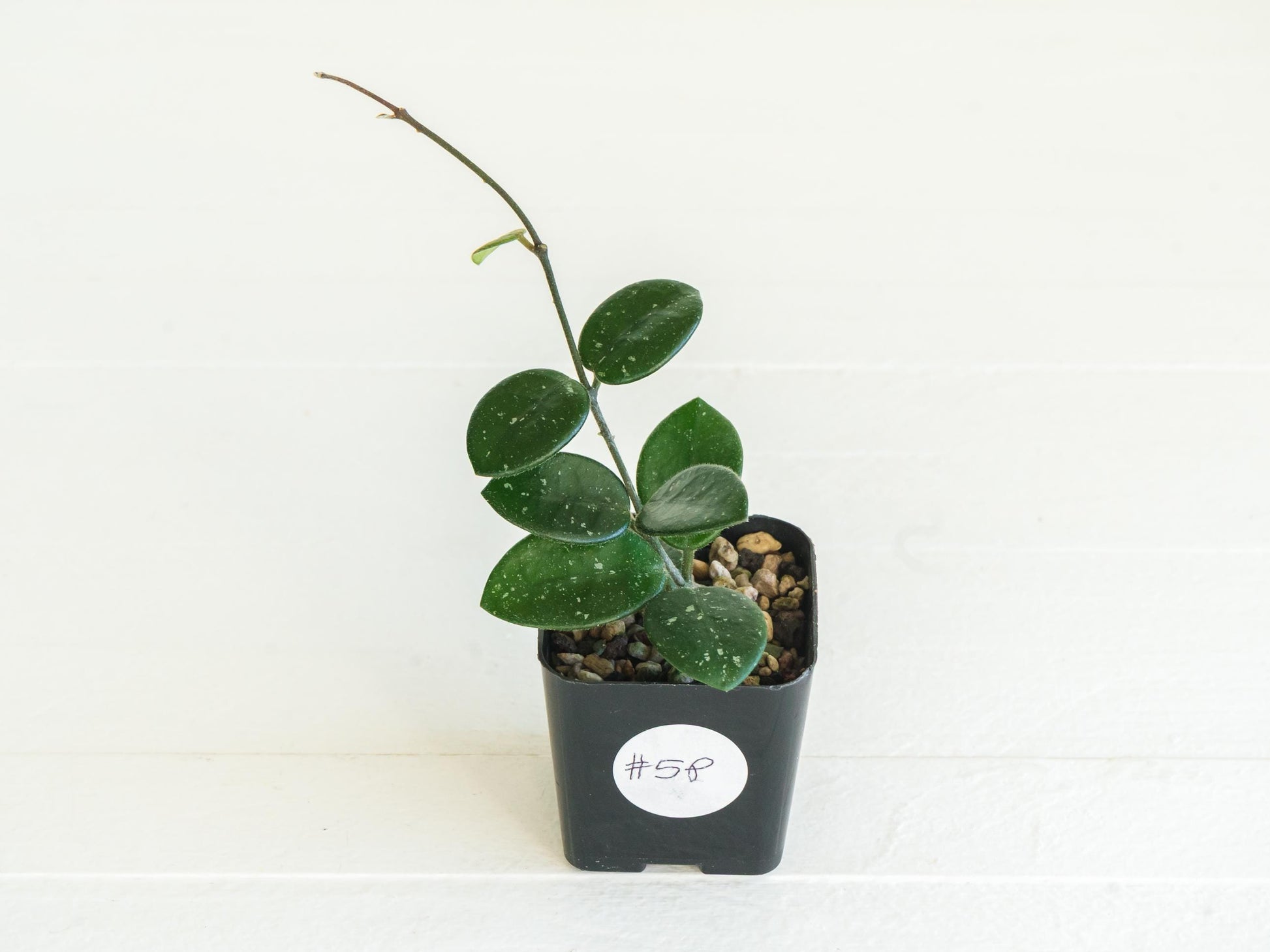 Hoya 'Mathilde' | 2-Inch