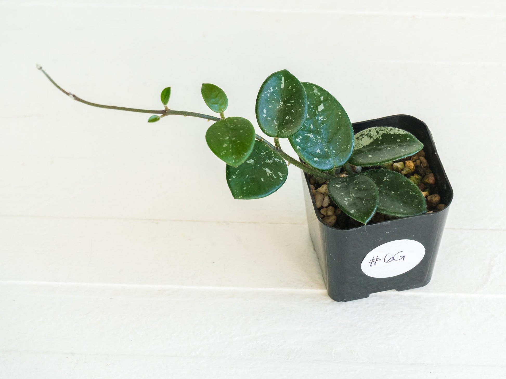 Hoya 'Mathilde' | 2-Inch