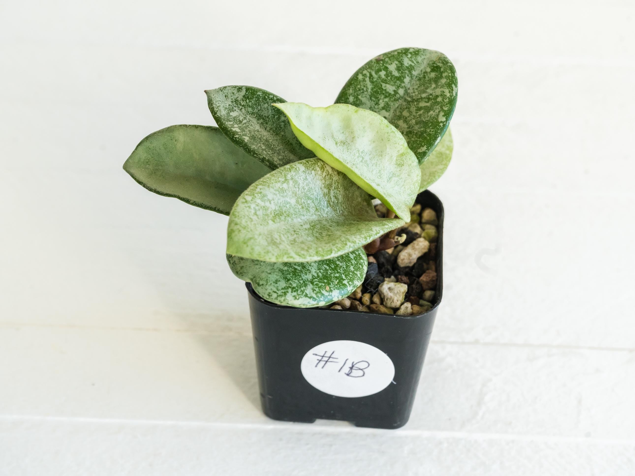 Hoya carnosa 'Nova Ghost' | 2-Inch – Hoya Treasures Hoya carnosa 'Nova Ghost' | 2-Inch – Hoya Treasures