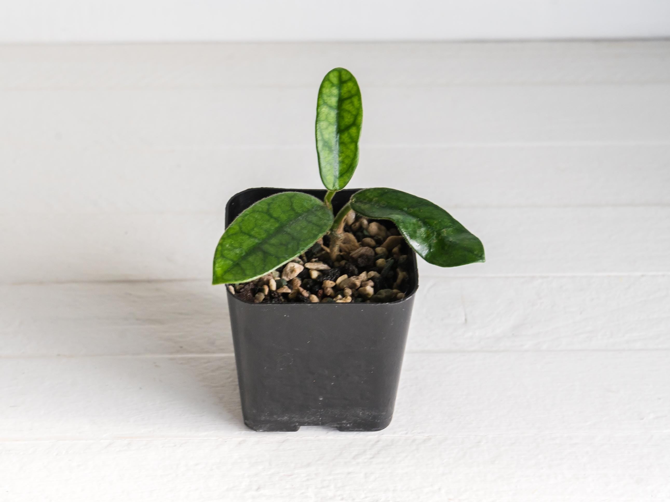 Hoya sichuanensis Rooted Cutting | Rare Hoya for Sale – Hoya Treasures