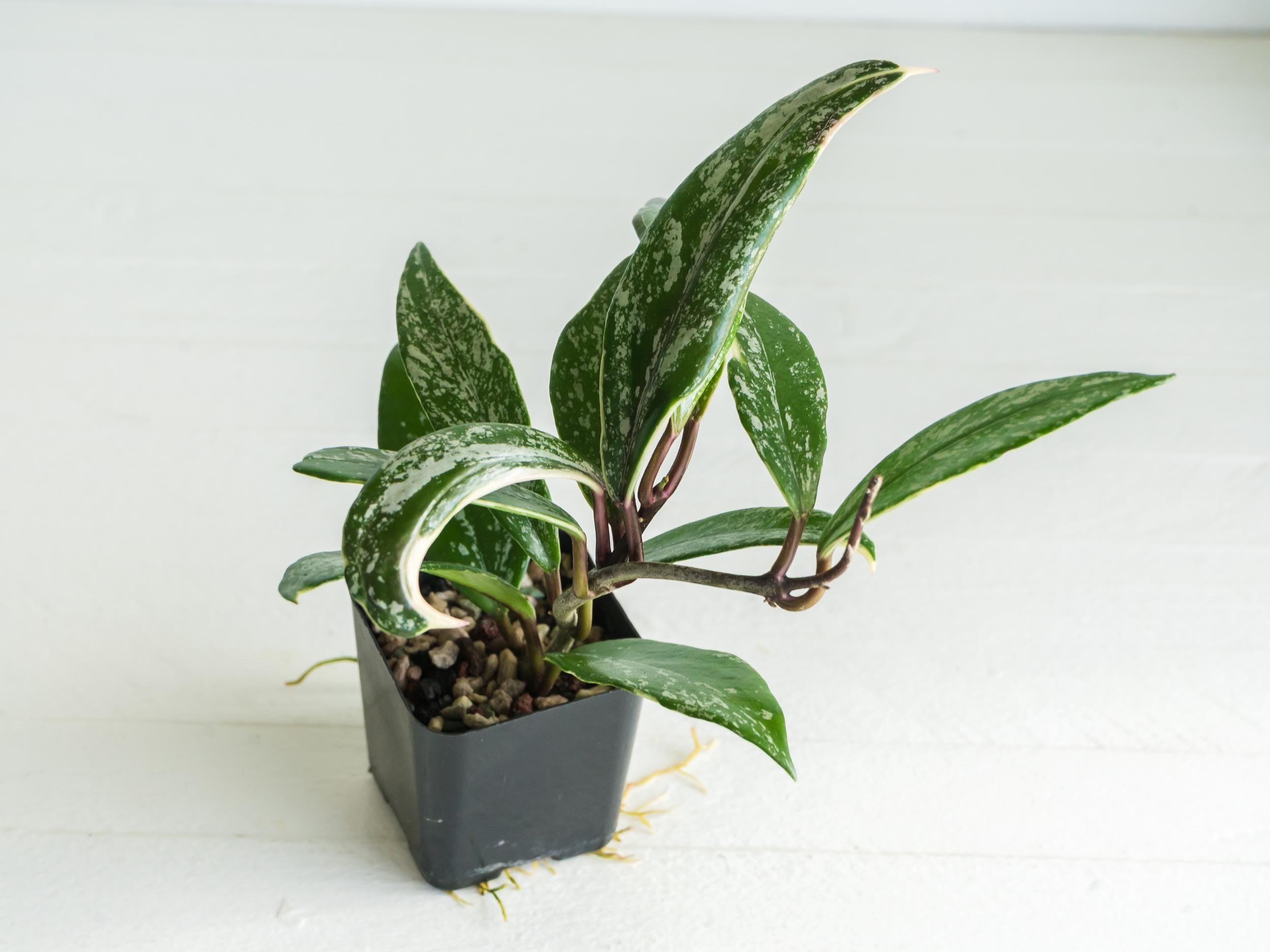Hoya pubicalyx (Albo, Splash) – Care, Details & For Sale – Hoya