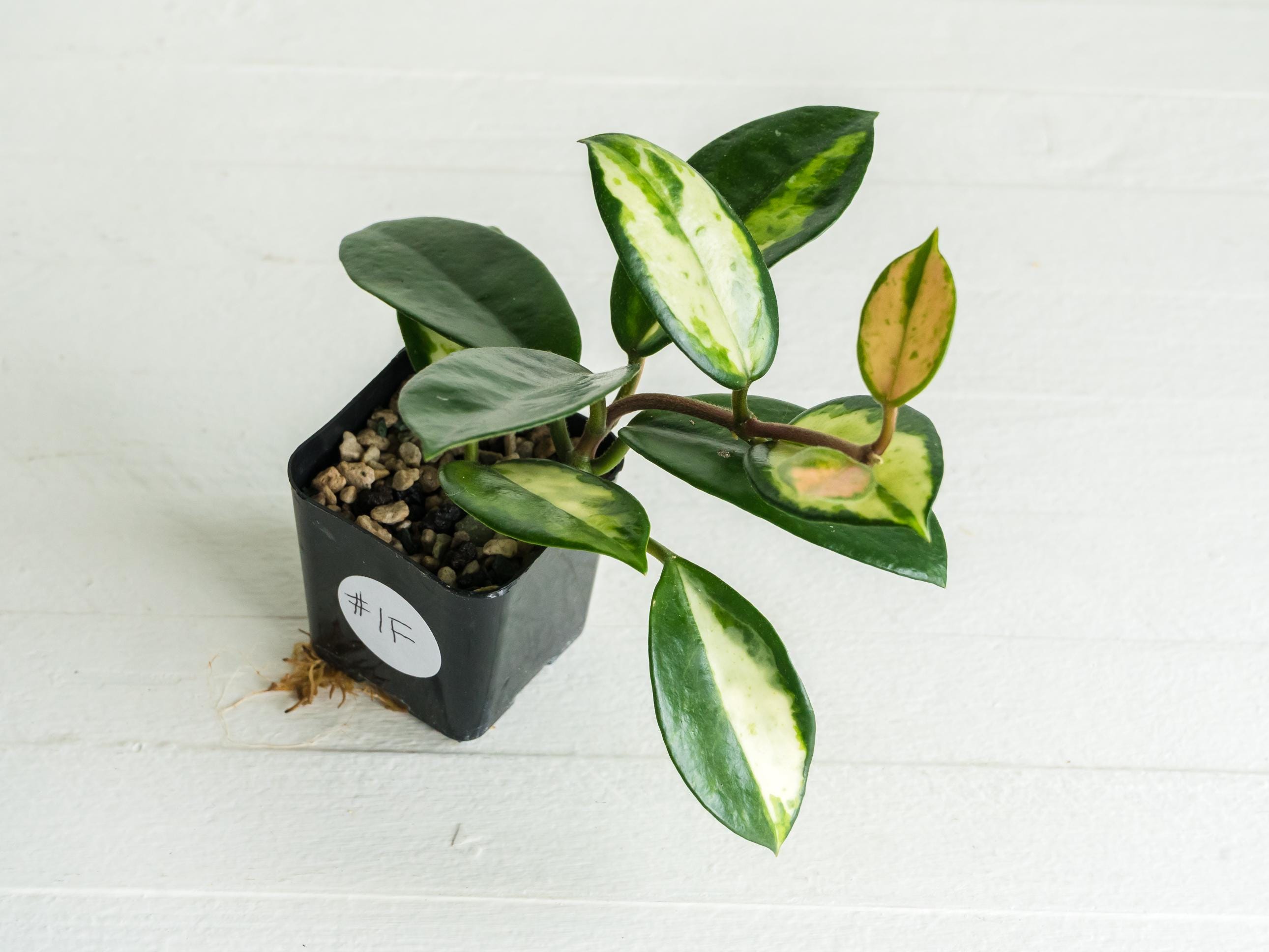 Hoya carnosa Madara′green edge′　希少品種 Hoya carnosa 'Madara Green Edge' Rooted Cutting | 2