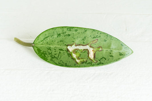 Common Hoya Pests: Mealybugs, Root Mealybugs, Mites and Thrips