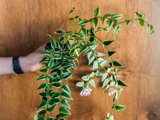 Hoya Plant Care Guide
