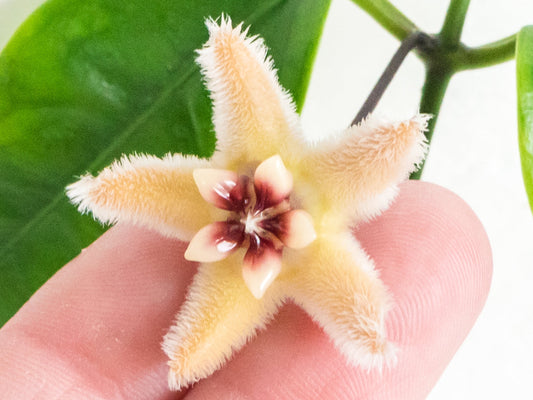 How to Get a Hoya to Bloom