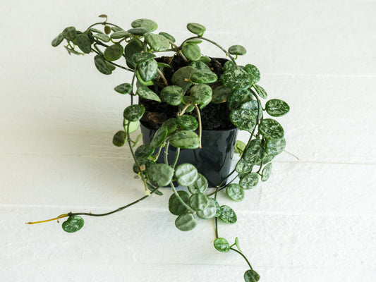 How Often to Water a Hoya Plant: Soil, Pon and Self-Watering Pots