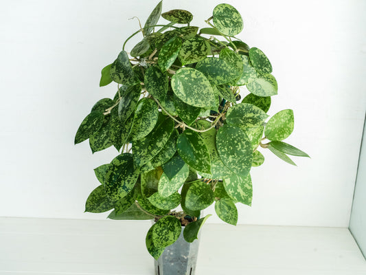 How to Acclimate a Hoya After Shipping
