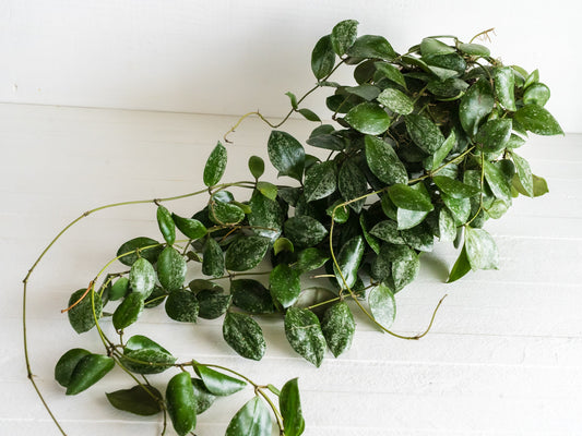 Hoya Light Requirements: Windows, Grow Lights and Direct Sun