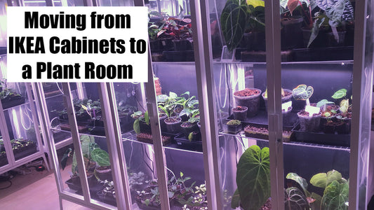 Why i moved most of my 600 houseplants from ikea greenhouse cabinets to a plant room
