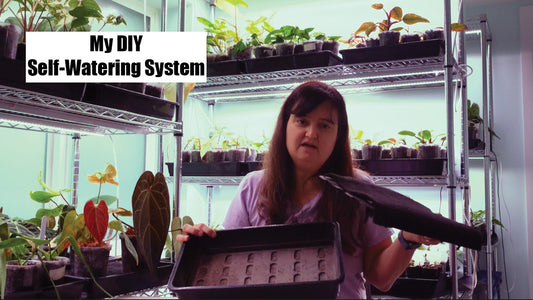 My DIY Self-Watering System for Hoya Plants
