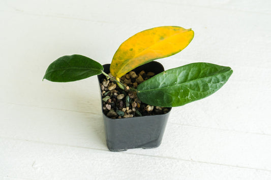 Why Are My Hoya Leaves Yellow, Wrinkled or Falling Off?