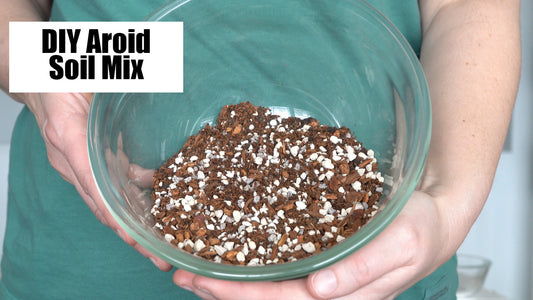 My DIY Aroid Soil Mix Recipe
