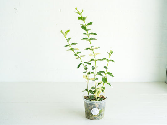 Hoya cumingiana (Albo | Outer Variegated) | 3-Inch