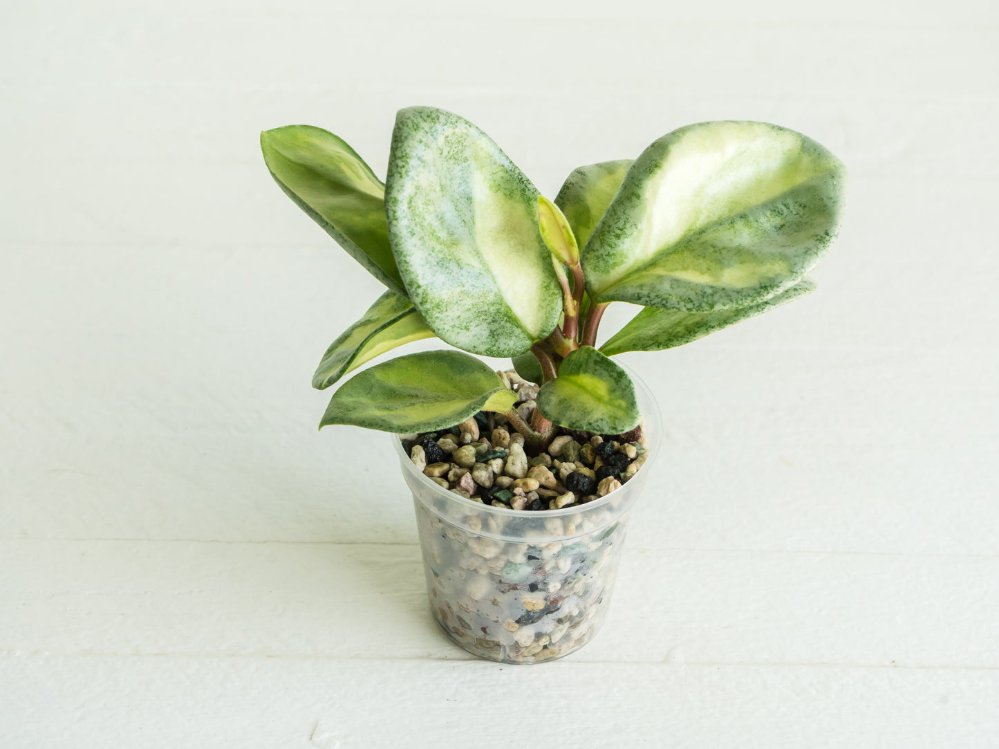 Hoya carnosa 'Argentea Princess' | 2-Inch