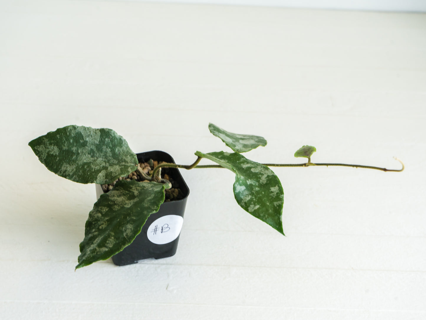 Hoya caudata (Silver) | 2-Inch