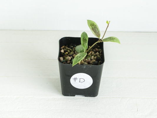 Hoya Kalimantan 'Coin' (Silver) | 2-Inch