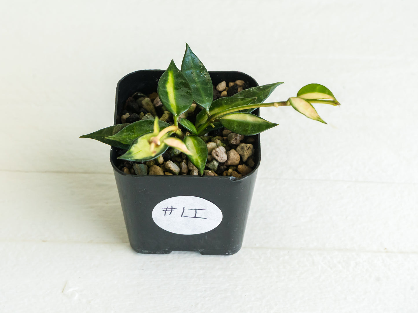 Hoya lacunosa (Inner Variegated)  | 2-Inch