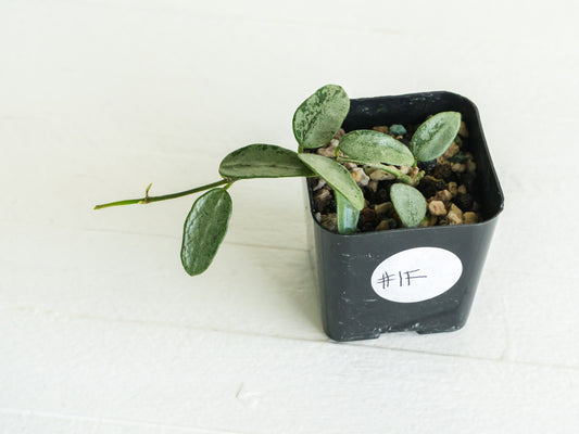 Hoya lima (Silver) | 2-Inch