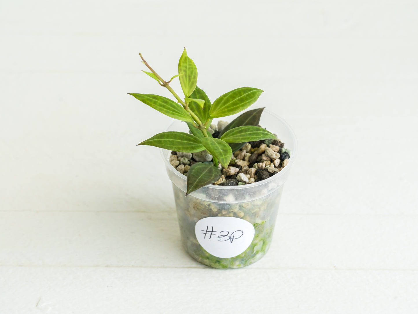 Hoya microdwarf (NS12-323) | 2-Inch