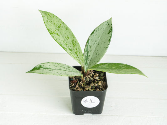 Hoya pubicalyx 'Pink Silver Ghost' | 2-Inch