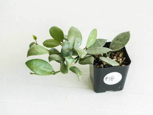 Hoya lacunosa 'Silver Mint Coin' | 2-Inch