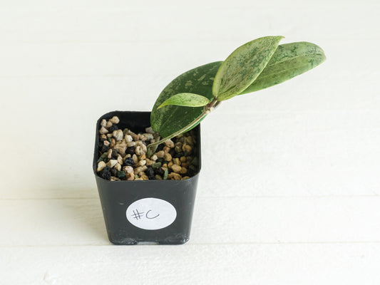 Hoya 'Strawberry Matcha' (UPT008) | 2-Inch