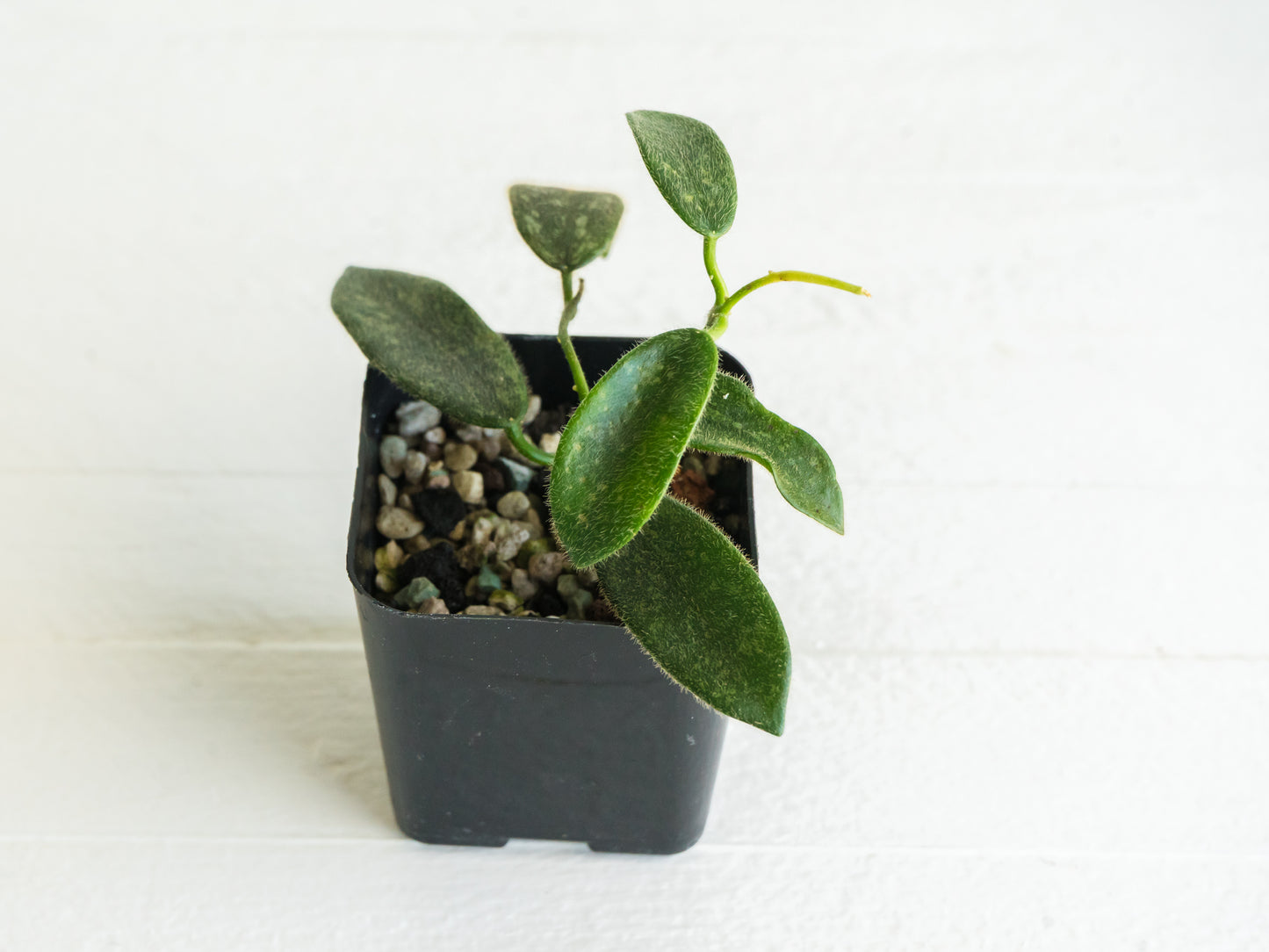 Hoya thomsonii (Pink Flower) | 2-Inch