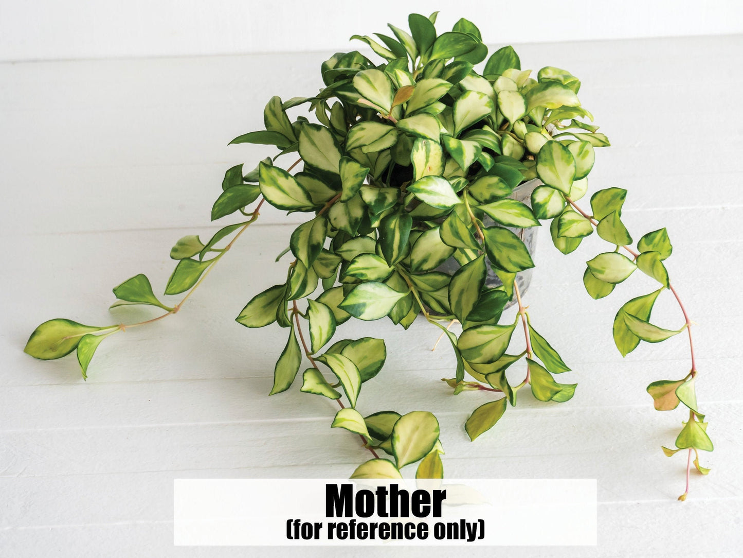 Hoya Heuschkeliana Variegata | Inner Variegated | 2-Inch