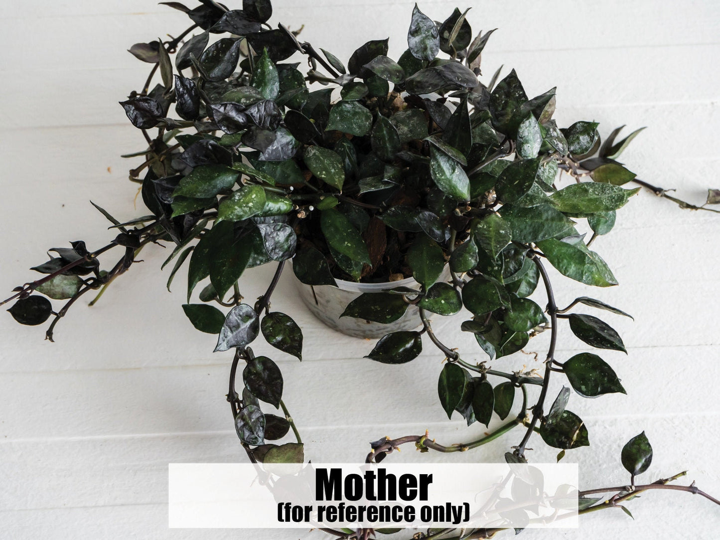 Hoya Krohniana Black | 3-Inch