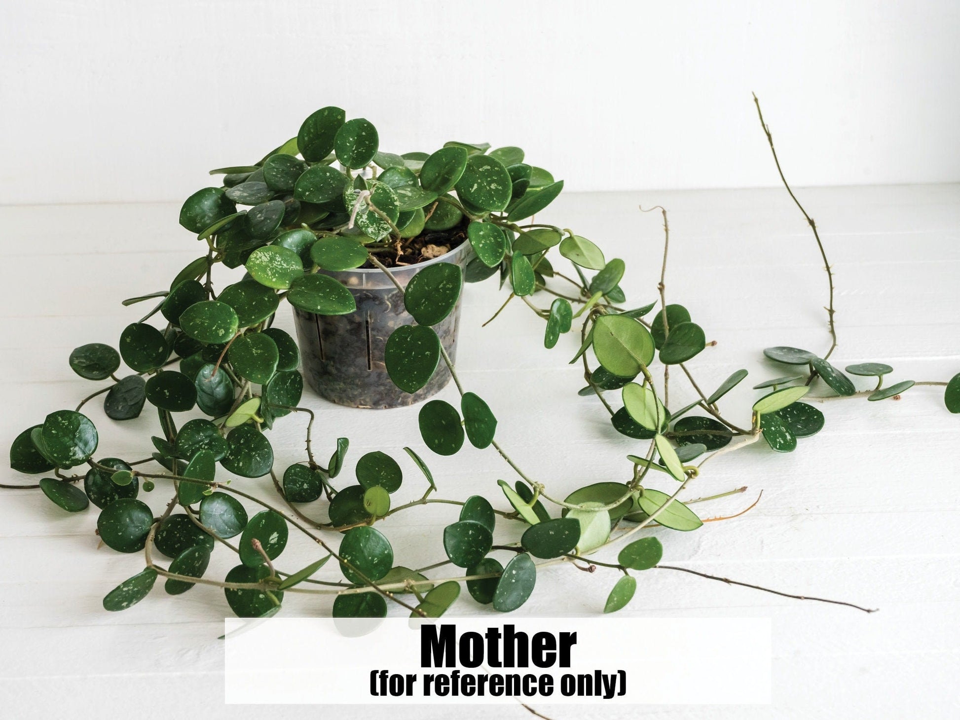 Hoya Mathilde | 2-Inch | Exact Houseplant | Rooted Cutting with New Growth | Free Heat Pack and Insulation