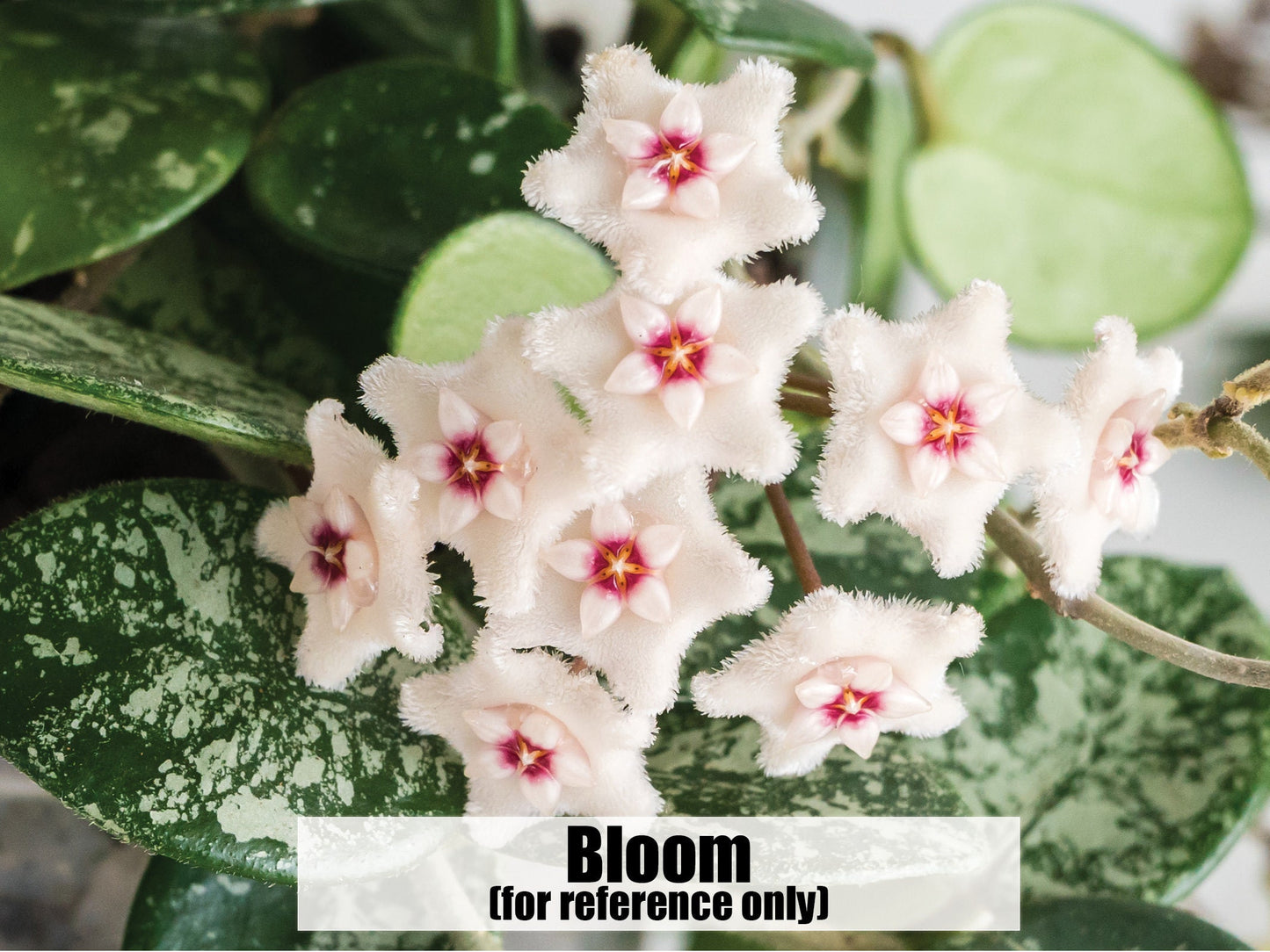 Hoya 'Mathilde' (Splash) | 2-Inch