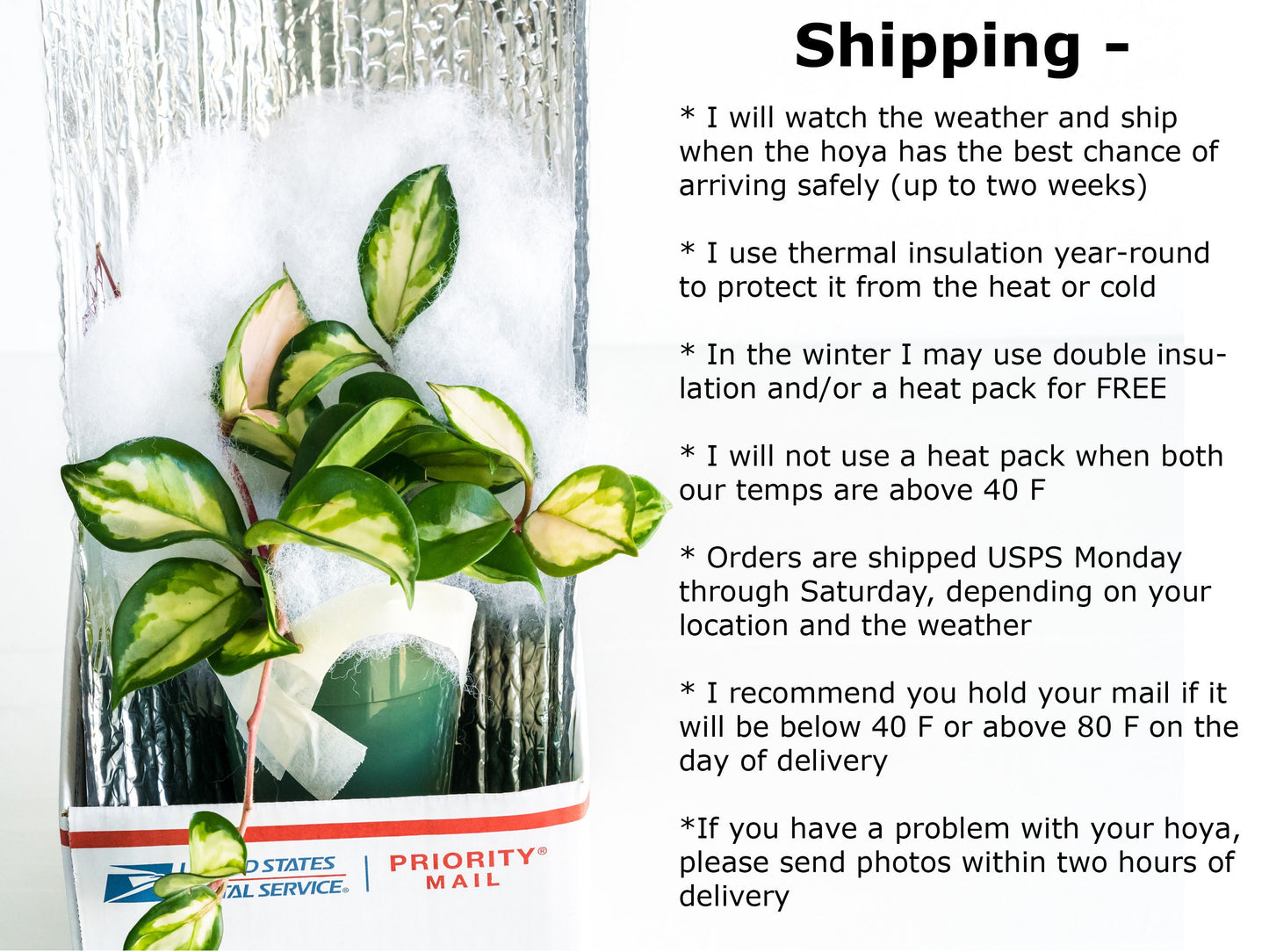 Hoya 'Jita Silver' | 2-Inch