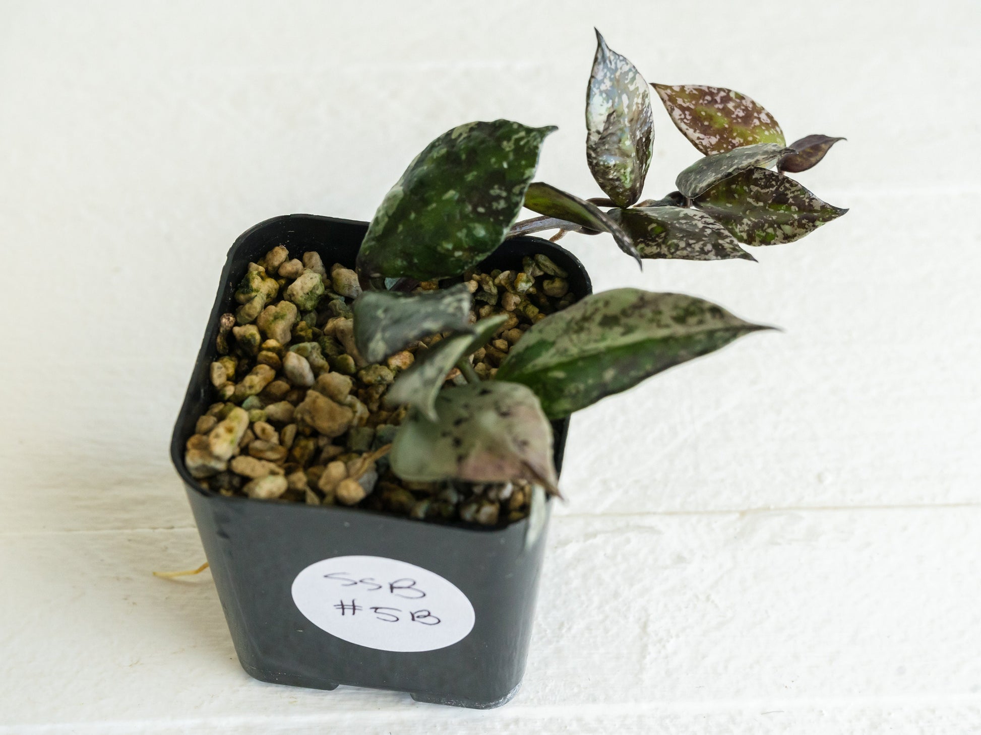 Hoya krohniana 'Super Silver Black' | 2-Inch