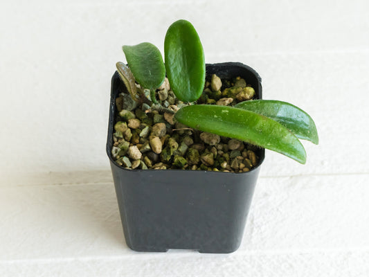 Hoya Lyi | 2-Inch