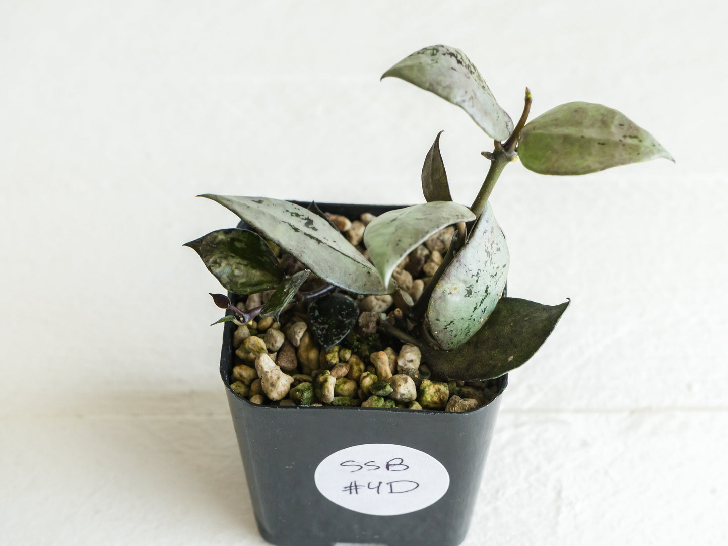 Hoya krohniana 'Super Silver Black' | 2-Inch