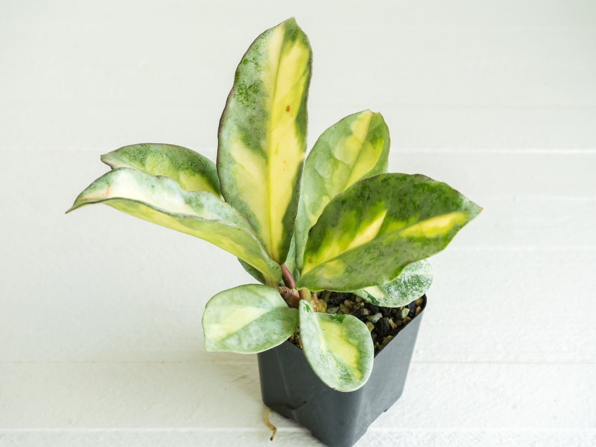 Hoya Argentea Princess | 2-Inch