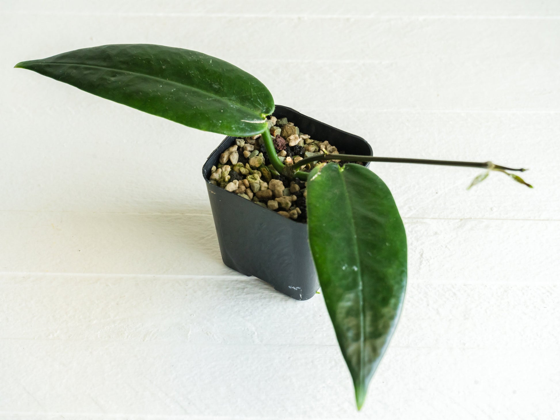 Hoya Stenakei Dark | 2-Inch